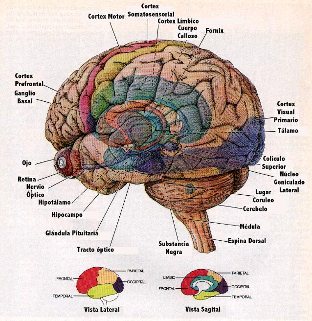 los hemisferios cerebrales psicologÍa bachillerato